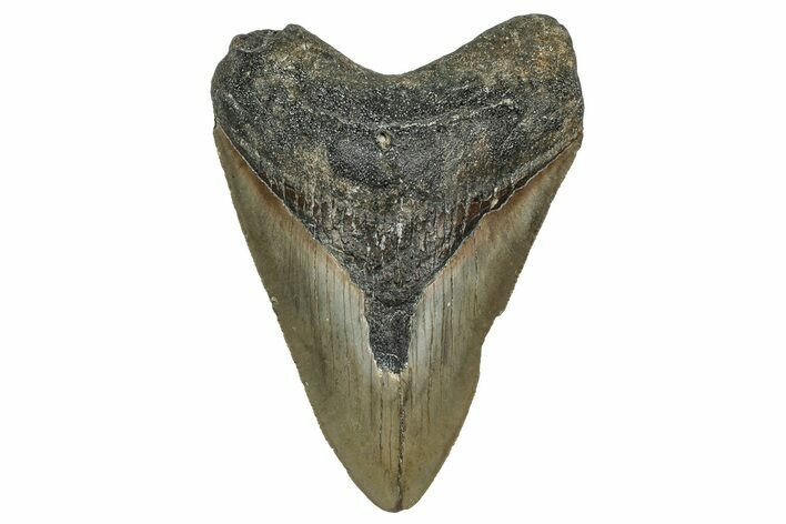 Serrated, Fossil Megalodon Tooth - North Carolina #355859